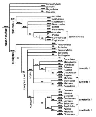 Phylogenetic classification Chase et al.