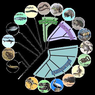 Phylogenetic classification Phylogenetic classification = a hierarchical ordering of taxa, according to phylogenetic relationships. The use of phylogeny to produce the classification.