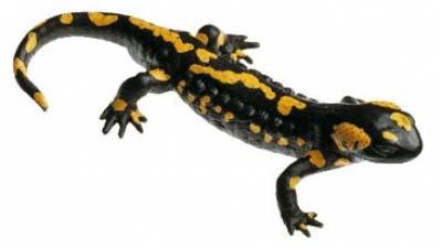 salamander Horn lizard Ground skink Which