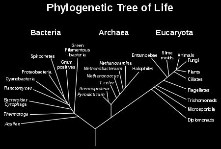 genes via a phylogenetic tree that is close to impossible to integrate out