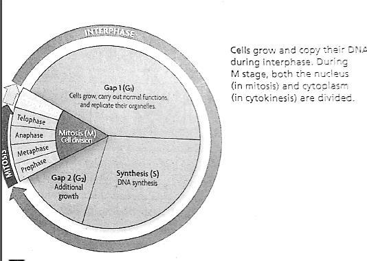 III. The Cell Cycle: How do living things grow and repair themselves? A. Critical Reading: Highlight the main idea and important information Living things grow and develop.