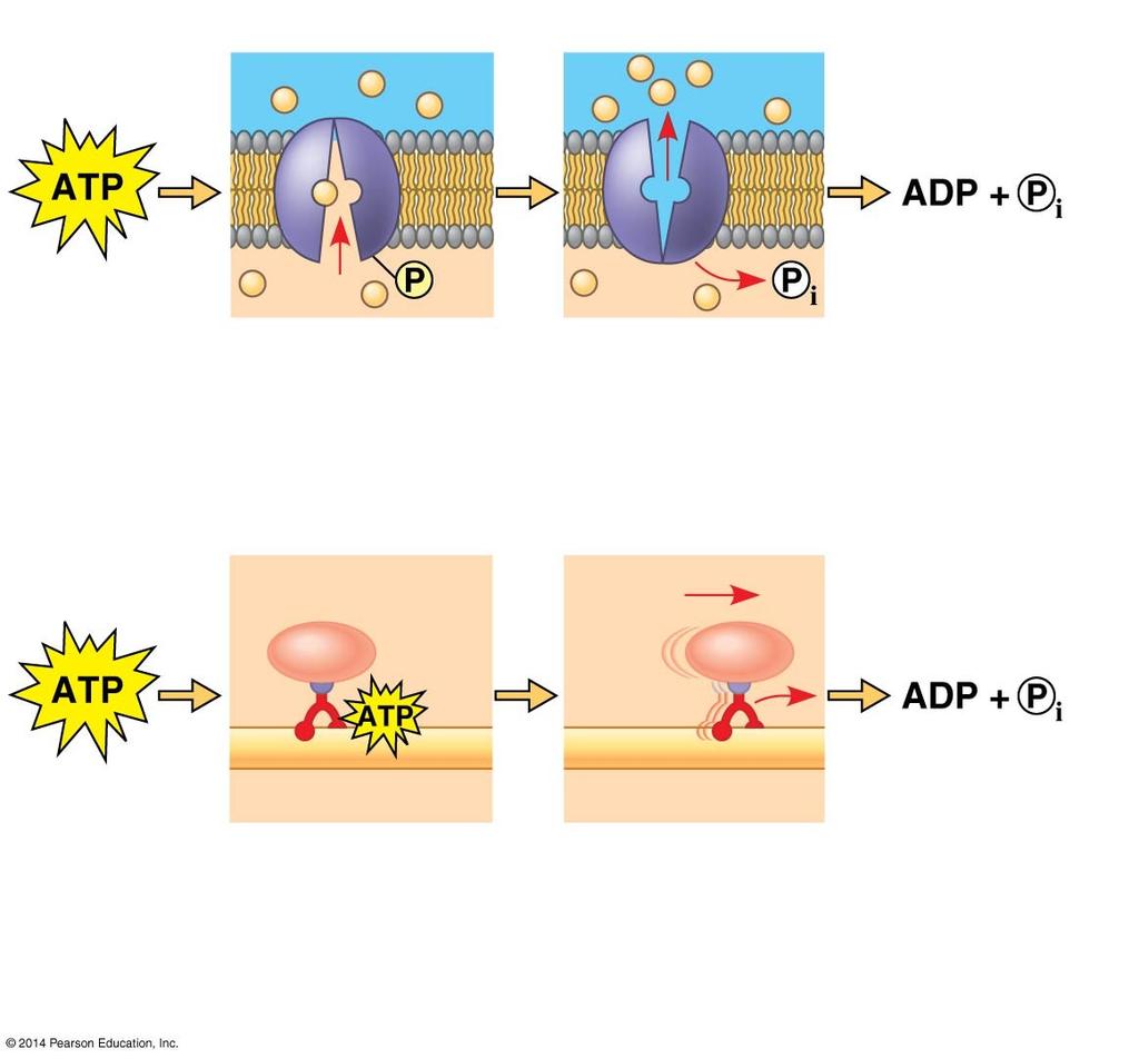 Figure 6.10 Transport protein Solute Solute transported (a) Transport work: ATP phosphorylates transport proteins.