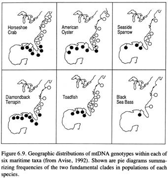 John Avise, animal geneticist at University of Georgia, coined the termed phylogeography to describe the history