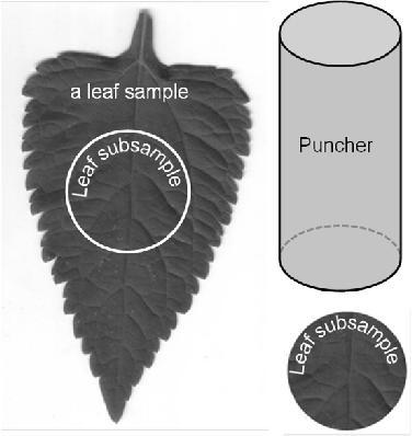 In principle, leaf area is estimated on the basis of weight comparison. 4.