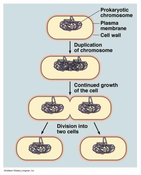 organelles. All of these cell parts must be duplicated and then separated when the cell divides. A chromosome is a molecule of DNA.