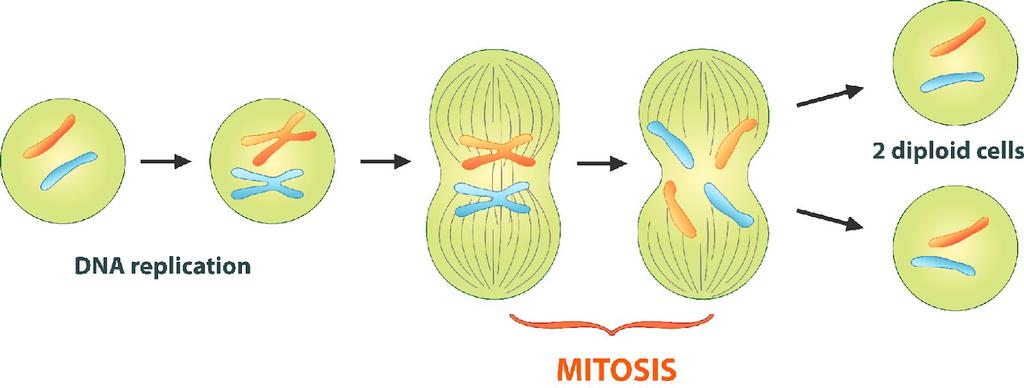 Figure 6.7 : Mitosis is the phase of the eukaryotic cell cycle that occurs between DNA replication and the formation of two daughter cells.