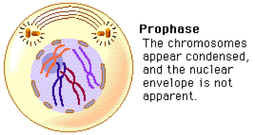 Remember that during the S phase each chromosome was copied.