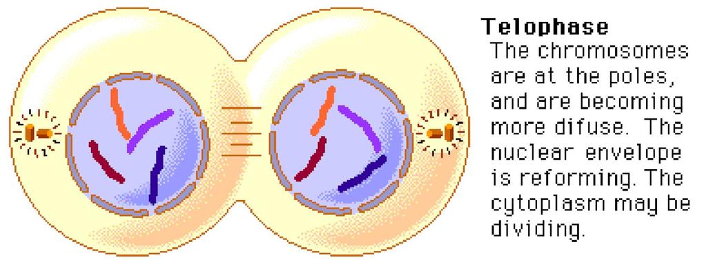 10 : Metaphase in Mitosis, second phase of mitosis which lines up the chromatids in preparation for separation. Anaphase During anaphase, sister chromatids separate and the centromeres divide.