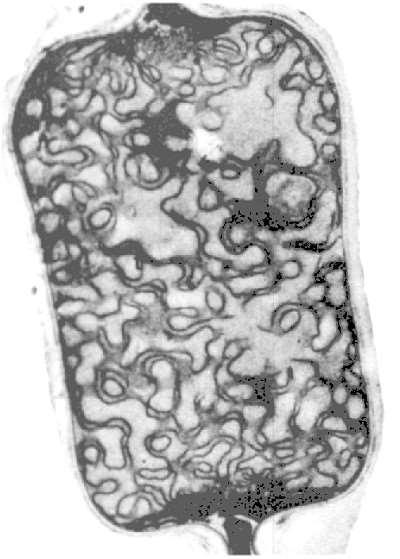 Cyanobacteria A type of prokaryote with much infolding of the cell membrane Capable of