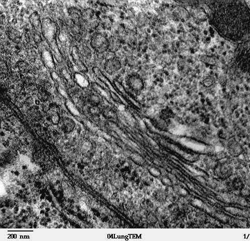 Camillo Golgi Look for stacks of membrane, typically further from the nucleus http://commons.