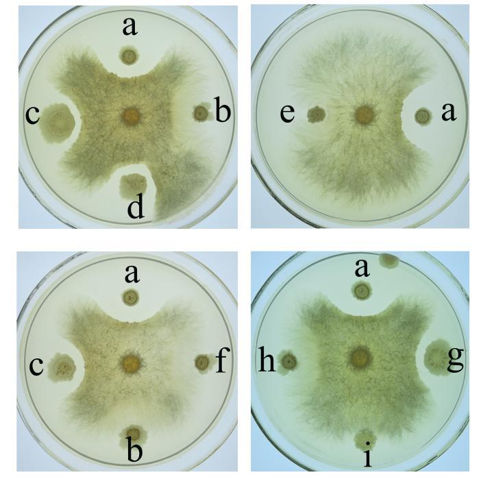 Fig. S13. Antifungal activities of wild-type B. subtilis 916 and its mutant strains against mycelium growth of F. oxysporum. (a) wild-type B.