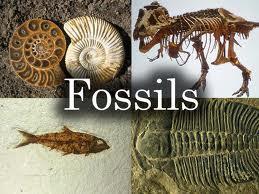 EVIDENCE OF EVOLUTION FOSSILS: FOSSILS PROVIDE A RECORD AND BODY BONES OR PAST AND CURRENT EARTH ORGANISMS.