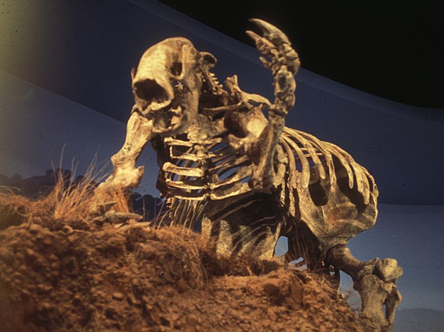 More familiar organisms, like this giant ground sloth, are from the