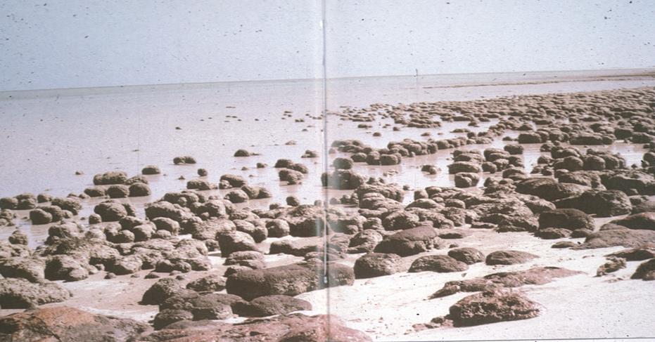 Modern stromatolites