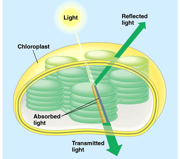 Light: absorption spectra Photosynthesis gets energy by absorbing wavelengths of light chlorophyll a