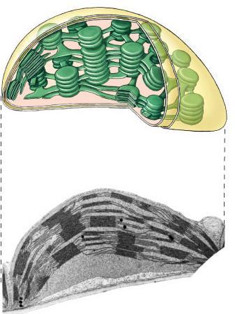 Chloroplast structure Chloroplasts double membrane stroma fluid-filled interior thylakoid sacs grana stacks Thylakoid membrane contains chlorophyll molecules electron