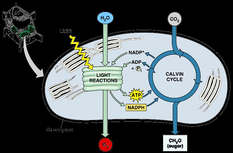 Photosynthesis Light reactions light-dependent reactions energy conversion reactions convert solar energy to chemical energy ATP & NADPH Calvin cycle