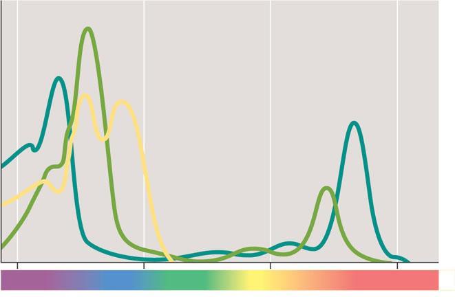 Absorption of light by chloroplast pigments The absorption spectra of three types of pigments in chloroplasts EXPERIMENT Three different experiments helped reveal which wavelengths of light are
