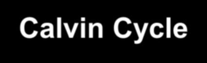 Calvin Cycle Remember: C3