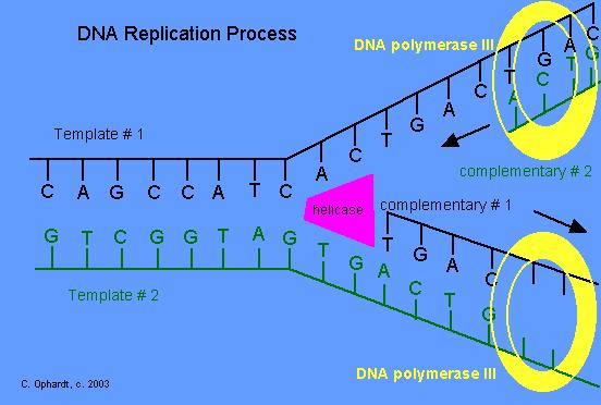 TRANSCRIPTION AND TRANSLATION Mutation is any change in the DNA sequence that also changes the