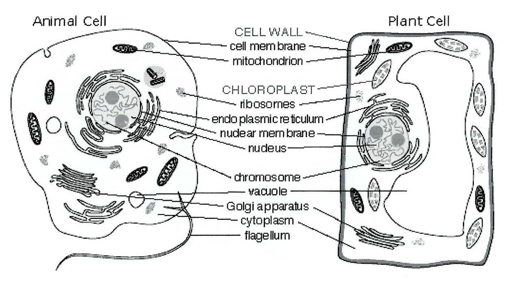 Active Transport of large particles Plant vs. Animal Cell Endocytosis: Process where the cell surrounds and takes in materials from its environment.