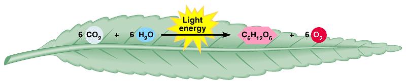EXIT Both require energy PHOTOSYNTHESIS Chemical Equation Photosynthesis Overview Carbon dioxide Occurs in the chloroplast of plants Water Outer Membrane Inner