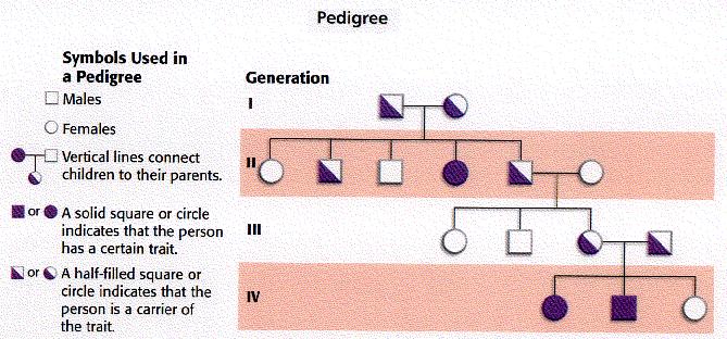 TT or Tt How an organism looks because of its genotype is called the phenotype.