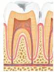 Bacteria then decay the softer parts of your teeth. Many bacteria produce poisons called toxins as they grow in your body or in the food you eat.
