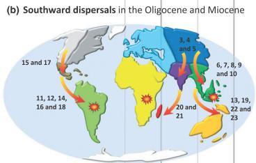 Plio-Pleistocene Glaciations = significant diversification Species diversity and