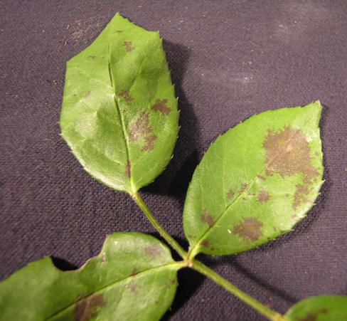 Rose Black spot-diplocarpon rosae Rose by Churamani Khanal Black spot, caused by the fungus Marssonina rosae (Diplocarpon rosae) is the most important foliar disease of rose (Rosa spp.). This disease is found all over the world, frequently as an epidemic.