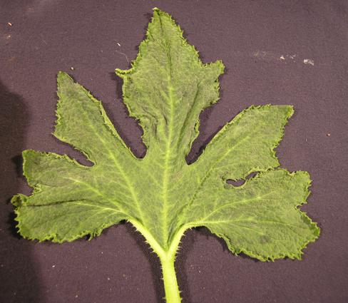 Watermelon Watermelon mosaic virus (WMV; Potyvirus; Potyviridae) is an aphid-transmitted virus infecting cucurbits and legumes wherever they are grown.