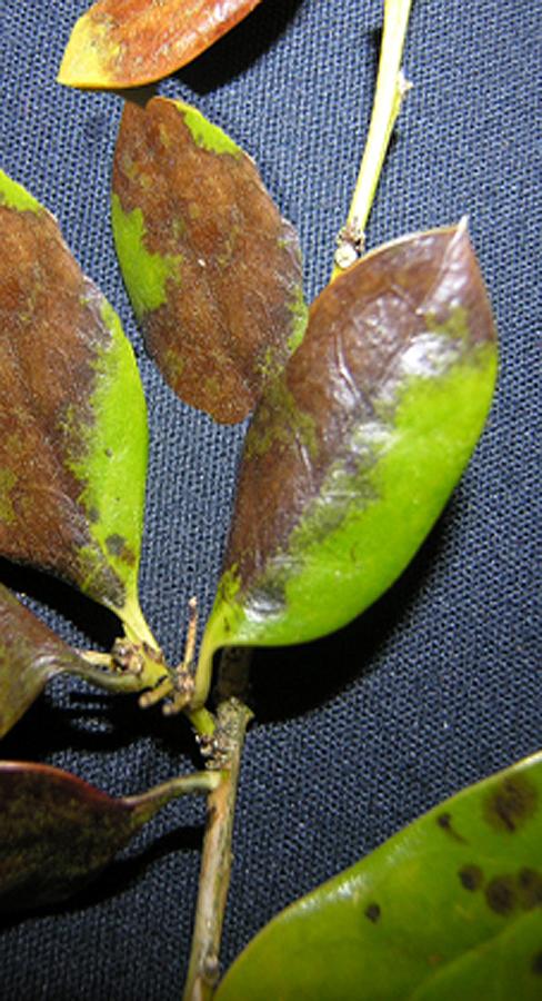 Pruning wounds, wind damage, insect damage, and damage from holly leaf spines can all provide entry points for infection.