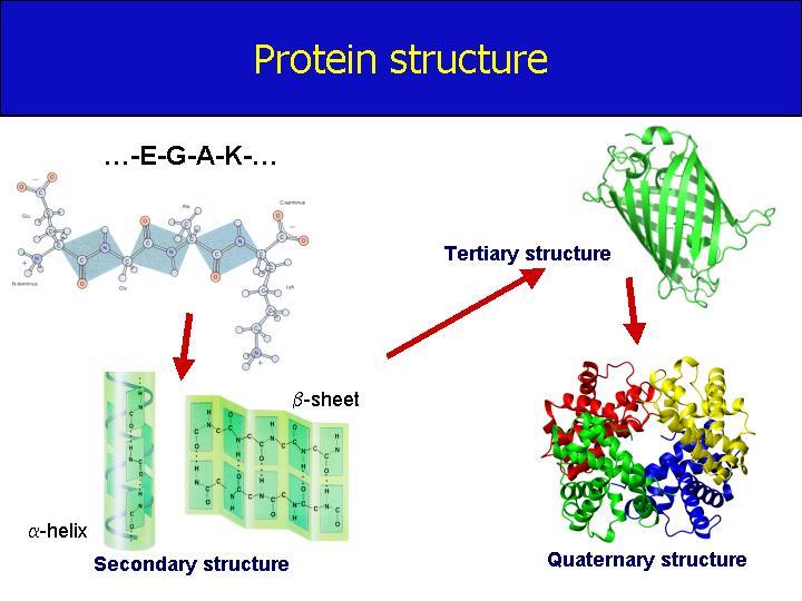 Outline Protein features