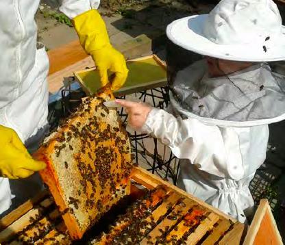 Honeybees make honey from nectar and