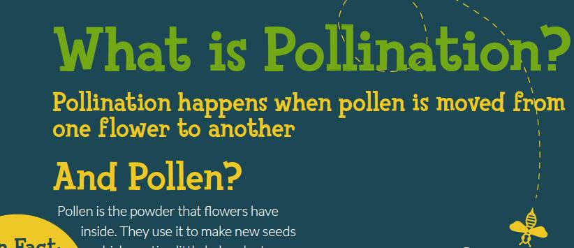 Pollen is the fine powder inside a flower. Flowers use pollen to make new seeds. To make a seed, plants need to move pollen from one flower to another flower of the same type.