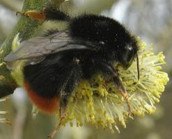 The Bumblebee is probably the most famous of bees