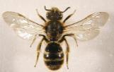 Solitary bees are bees that live