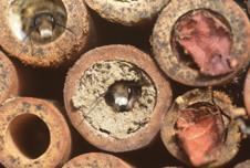 Solitary bees that like to collect Willow pollen come out