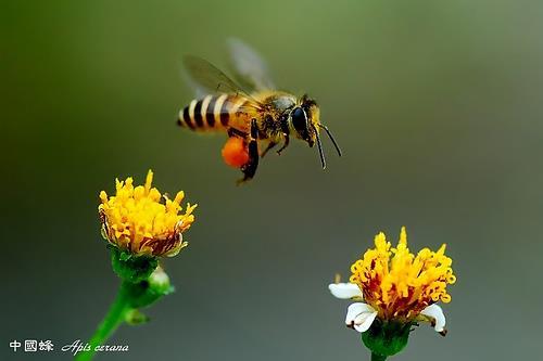 Transfer of pollen from one flower