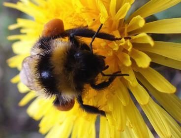 When honeybees and bumblebees get covered in pollen, they spit on their front legs and then brush the pollen into a sticky