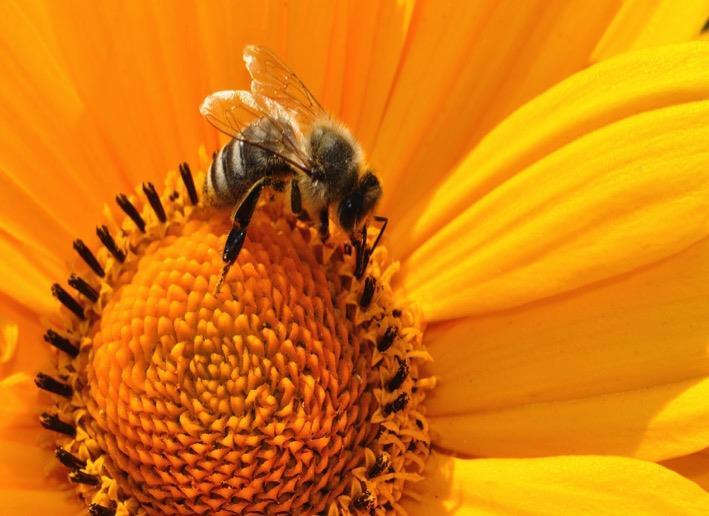 Nectar is the sweet, sugary liquid inside flowers. Bees are crazy about nectar!