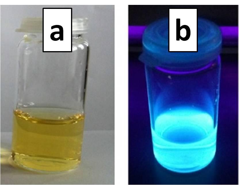 Images of CDs Fig. S2. (a) CD suspension diluted to a concentration of 1 mg/ml with PBS buffer and (b) CD suspension under UV excitation in the dark (366 nm, 2 x 4 W). Fig. S3.