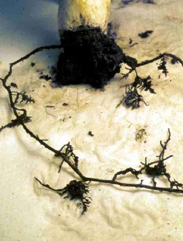 Ecto mycorrhizae