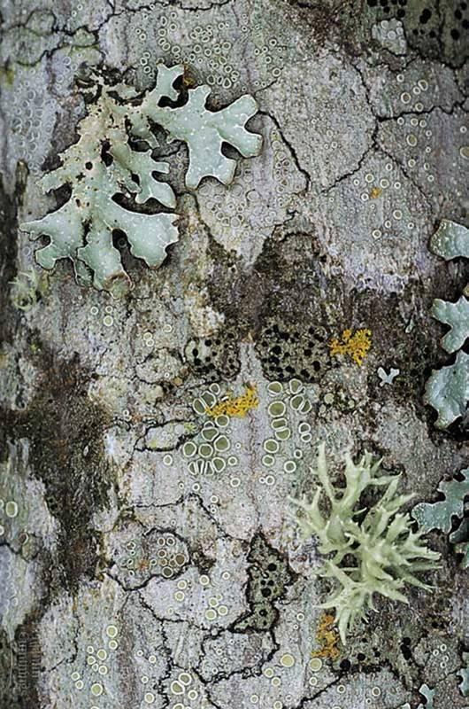Lichens Mutualism between * Fungus structure * Alga or cyanobacterium provides food Three main types of lichens: * Crustose lichens form flat crusty plates.