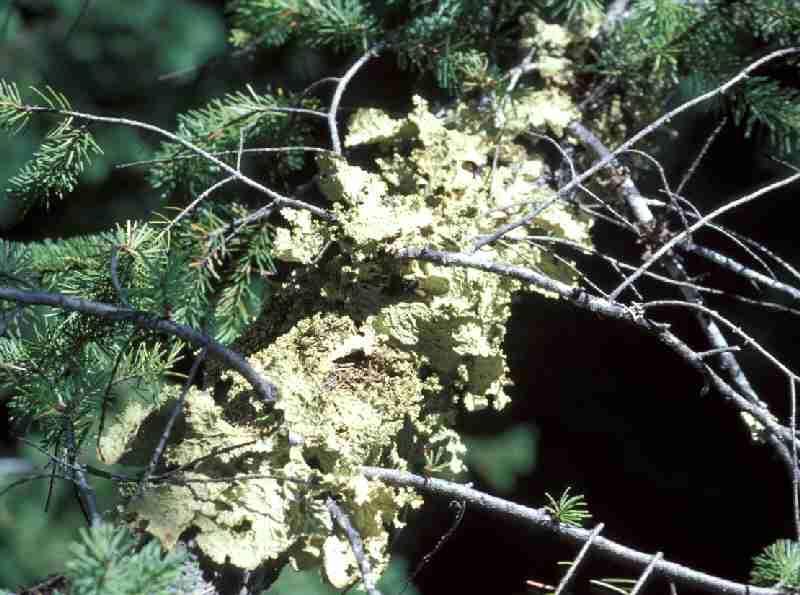 Lichen internal structure Lichens are nature s biological monitors of pollution and