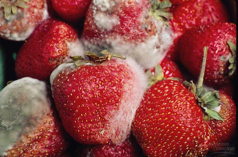 Zygomycota zygote fungi Rhizopus on strawberries Sexual Reproduction