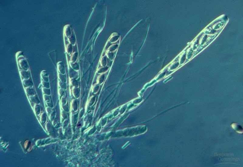 Ascomycota sac fungi Sexual Reprodu