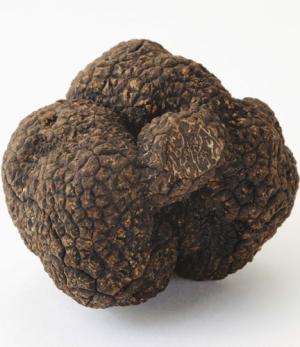 USES OF ASCOMYCETES Truffles and morels are good examples of edible