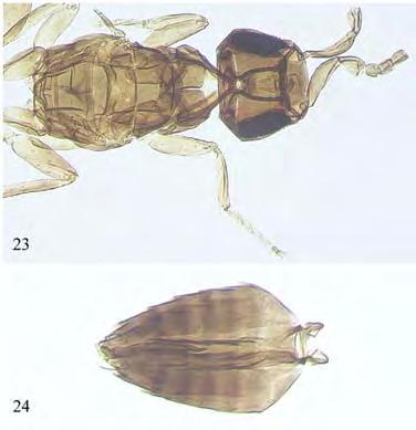 Figures 23, 24. C. megatrichus (male, paralectotype): (23) Head, remaining antennal segments, and mesosoma; (24) Metasoma.
