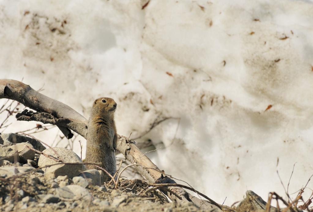 The Arctic ground squirrel does some of these things, plus it has the ability to greatly lower its body temperature.